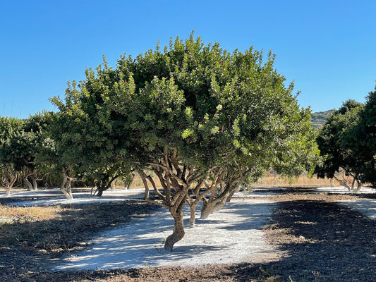 Chios Masticha na Vitafood Europe 2024