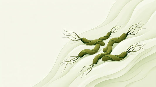 Ilustrace bakterie Helicobacter pylori na žaludeční sliznici